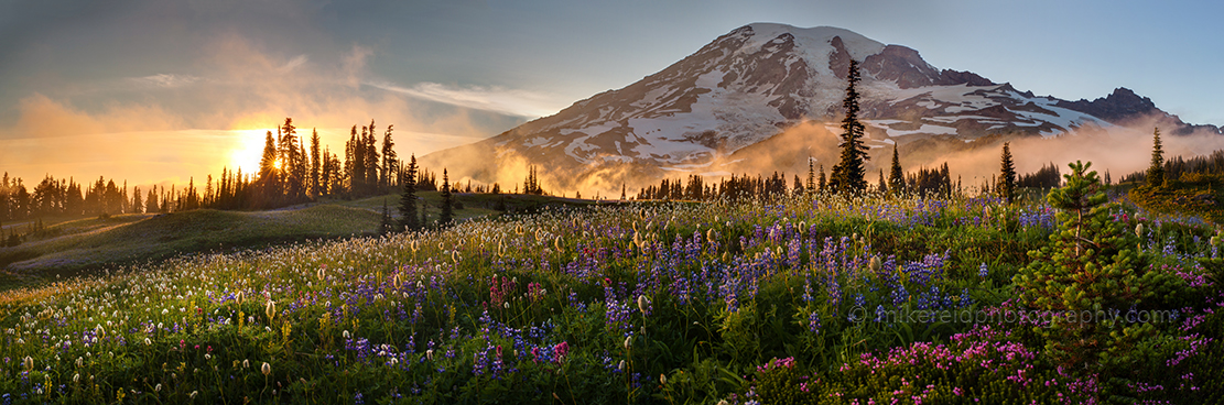 Mount Rainier Sunset Wildflower Meadows